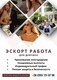 Агентство з працевлаштування за кордоном ESCORT UA